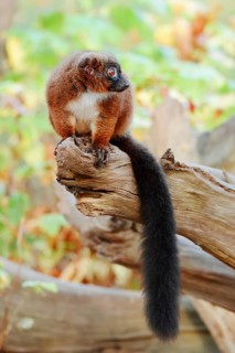 Red-bellied lemur (Eulemur rubriventer), female, captive, found in Madagascar