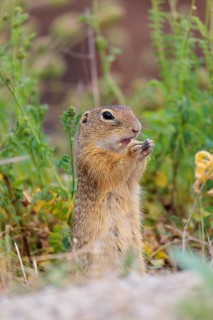 A fully grown European ground squirrel (Spermophilus citellus) eats seats, leaves and flowers in a