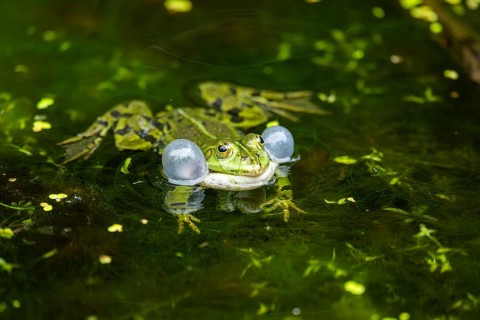 Edible frog (Pelophylax esculentus) in a little lake in the water, Bavaria, Germany