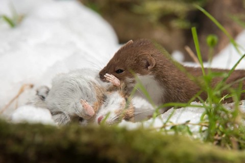 Carnivora, least weasel, mouse weasel, mustela nivalis, predators, prey, capture, hunting, mammals,