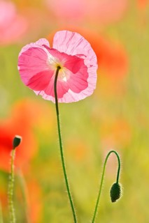 Shirley Double silk poppy (Papaver rhoeas), flower backlit, North Rhine-Westphalia, Germany