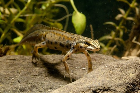 Lissotriton vulgaris meridionalis, southern smooth newt, southern pond newt, amphibians,