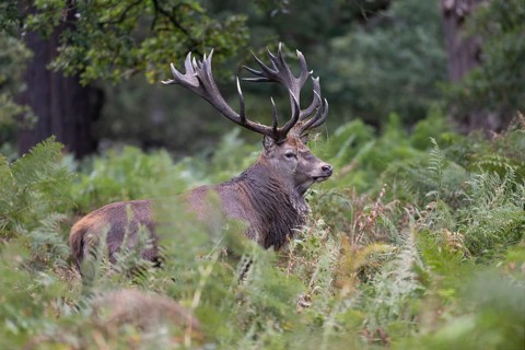 Red deer at the rutting 2025, London, Great Britain