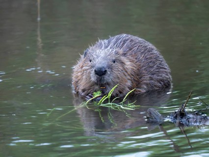 European Beaver (Castor fiber), a mature animal, sitting in shallow water of the river Erpe, eating