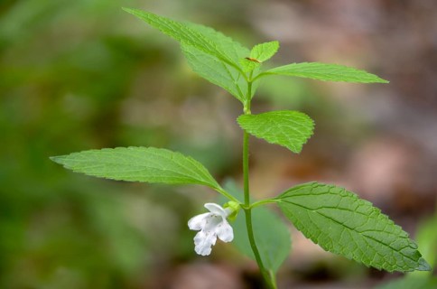 Immenblatt, Lamiaceae, Lamiaceae, Melittis Melissophyllum, Bastard Balm, Flora, Plants, Plants