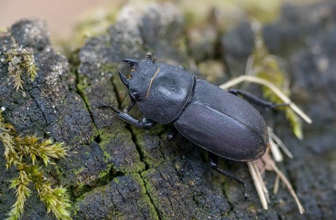 Beetle beetle, dorcus parallelipipedus, lesser stag beetle, beetle, coleoptera, insects, beetles