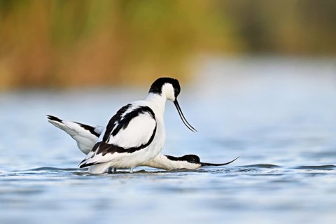 Avocet (Recurvirostra avosetta), a pair mating in shallow water, Camargue Regional Nature Park,