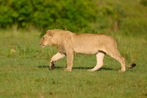 A young lion runs through the African landscape with lush grass, lion (Panthera leo), Masai Mara