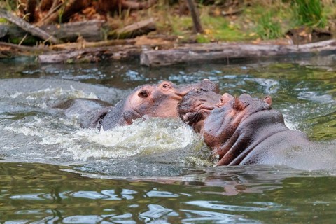 Two adult hippos (Hippopotamus amphibius) are fighting in the water. Democratic Republic of the