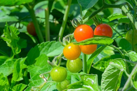 Sweet 100 cherry tomatoes on the vine, (Solanum lycopersicum), Vancouver, British Columbia, Canada