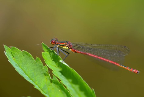 Early Adonis dragonfly, large red damselfly, Pyrrhosoma nymphula, damselflies, dragonflies,