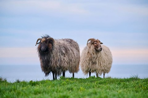 Domestic sheep (Ovis aries) 'Heidschnucke moorland sheep' on a meadow, Helgoland, Germany