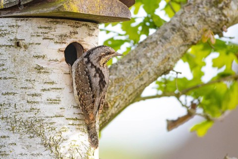 Eurasian wryneck (Jynx torquilla) Germany