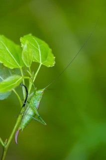 Conocephalus dorsalis, short-winged swordscare, short-winged conehead, grasshopper, grasshopper,