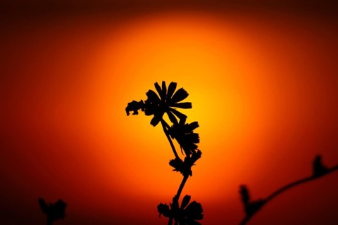 The silhouette of a wildflower stands out against the rising sun, Frankfurt am Main, Hesse, Germany