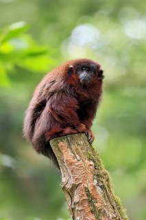 Coppery titi (Plecturocebus cupreus, syn.: Callicebus cupreus), adult, alert, sitting, tree trunk,