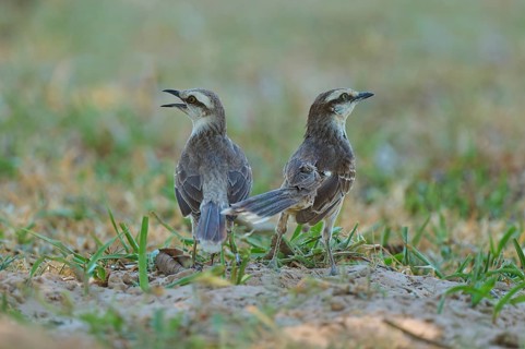 Two birds are standing side by side, both appear to be calling in different directions. Natural