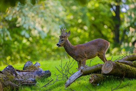 One male Roe Deer, Roe buck (Capreolus capreolus), stands on a meadow behind a cut tree