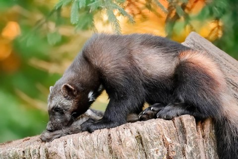 Wolverine or bear marten (Gulo gulo) feeding on a carcass, captive, Germany