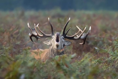 Red deer (Cervus elaphus) adult male stag animal roaring during the rutting season in bracken,