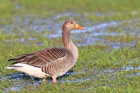 Greylag geese (Anser anser) on a bog, Dümmer, Lake Dümmer, Ochsenmoor, Hüde, Lower Saxony, Germany