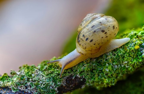 Bush snail, fruticicola fruticum, labelled shrub snail, gastropod, mollusca, snails, molluscs