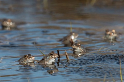 Common frog, common frog, rana temporaria, amphibians, courtship, courtship display, frog, frog,