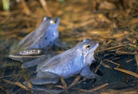 Moor frog, moor frog, rana arvalis, amphibians, amphibians, ffh, frog, frogs, amphibians, male,