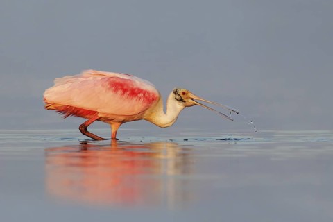 Roseate Spoonbill (Platalea ajaja), Florida, USA
