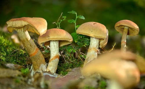 Cortinarius armillatus, decorated girdle foot, girdle foot, fungi, fungi, red-banded cortinarius