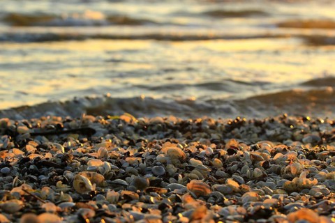 Morning atmosphere on the beach of the Baltic Sea, September, Usedom, Mecklenburg-Western