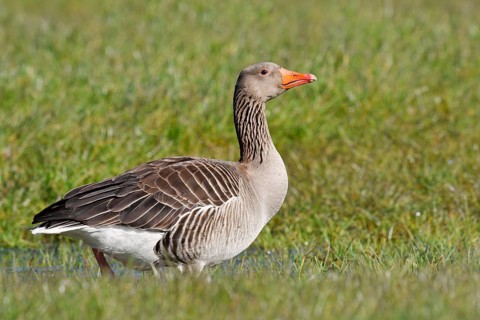 A greylag goose (Anser anser) stands in a wet meadow, North Rhine-Westphalia, Germany