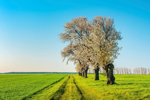 A dirt road leads through a field landscape with green fields in spring, blooming cherry trees