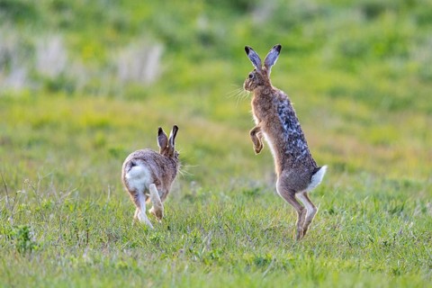European hare (Lepus europaeus) Mating season Germany
