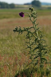 Asteraceae, musk thistle, carduus nutans, nodding thistle, flora, high size, portrait, musk