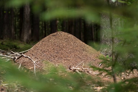Ants, ant, Formica spec., Formicidae, hymenoptera, forest ant, anthill, insects, insects