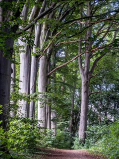 Small path by tall beech tree trunks in a forest in Ystad, Skåne County, Sweden, Scandinavia