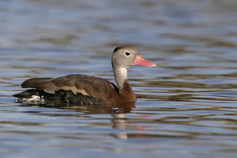 Black-bellied Whistling Duck (Dendrocygna autumnalis), Arizona, USA