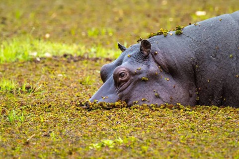 Hippopotamus (Hippopatamus amphibius) hiding in the swamp, Xakanaxa, Okavango Delta, Moremi Game