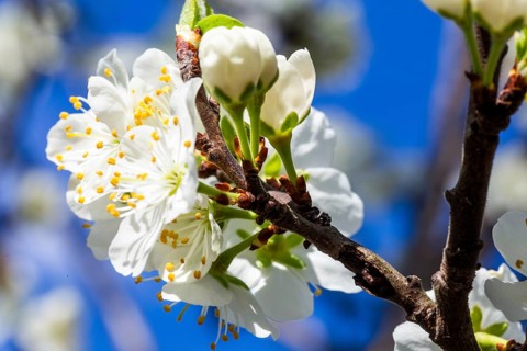 Flowering plum tree in the kitchen garden