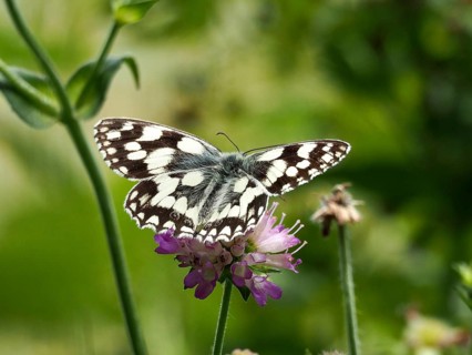 A checkerboard moth (Melanargia galathea) perched on a purple flower, surrounded by green