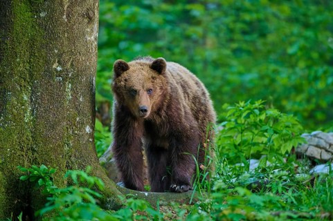 A bear is leaning against a tree trunk and looking around intently, European brown bear (Ursus