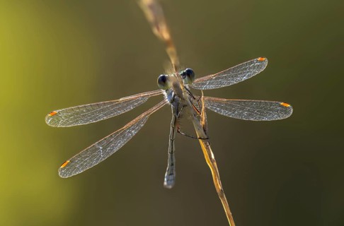 Brandenburg, Germany, Emerald Damselfly, Common Truismaid, Leste Sponsa, Nabu, Nabu Project,