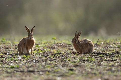 European brown hare (Lepus europaeus) two adult animals on a farmland field, England, United