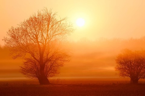 European ash (Fraxinus excelsior) shrouded in morning mist at sunrise, in winter, North