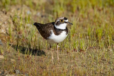 Little Ringed Plover (Charadrius dubius) Germany
