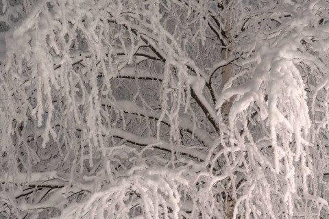 Snowy birch, Gällivare, Norrbotten, Lapland, Sweden, December 2023