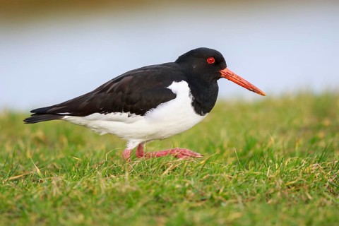 Eurasian Oystercatcher (Haematopus ostralegus), Netherlands