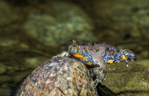 Mountain toad, bombina variegata, yellow-bellied toad, amphibians, amphibians, amphibians,