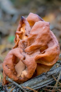 Episcopal cap lornel, gyromitra infula, cap lornel, saddle-shaped false morel, elf saddle, fungi,